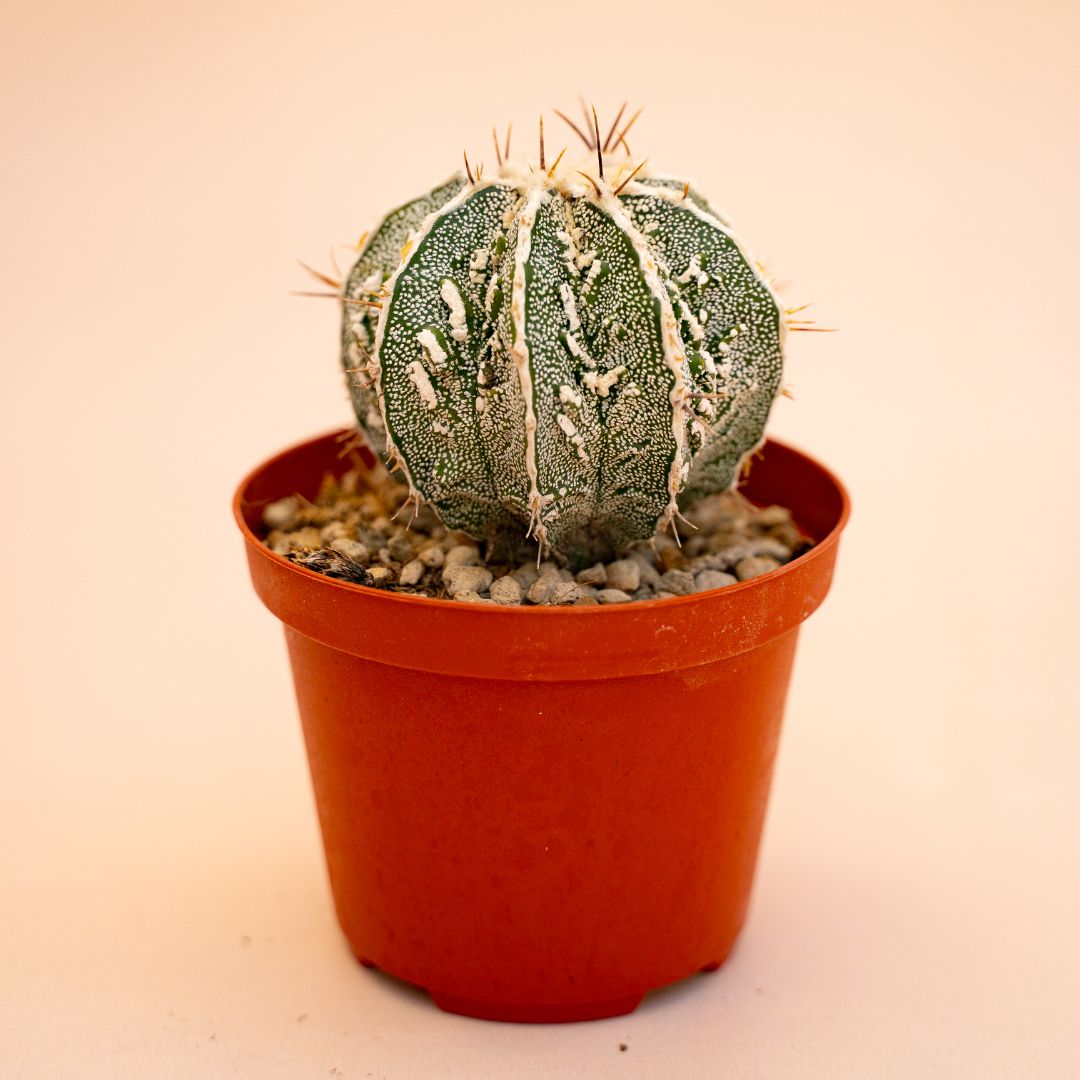 Astrophytum myriostigma ornatum fukuryu Ø 10,5 cm 643F
