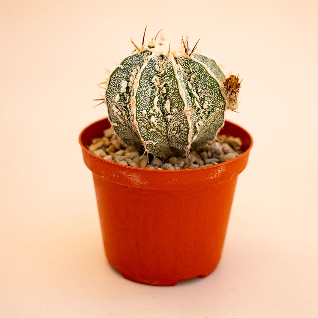 Astrophytum myriostigma ornatum fukuryu Ø 10,5 cm 643F