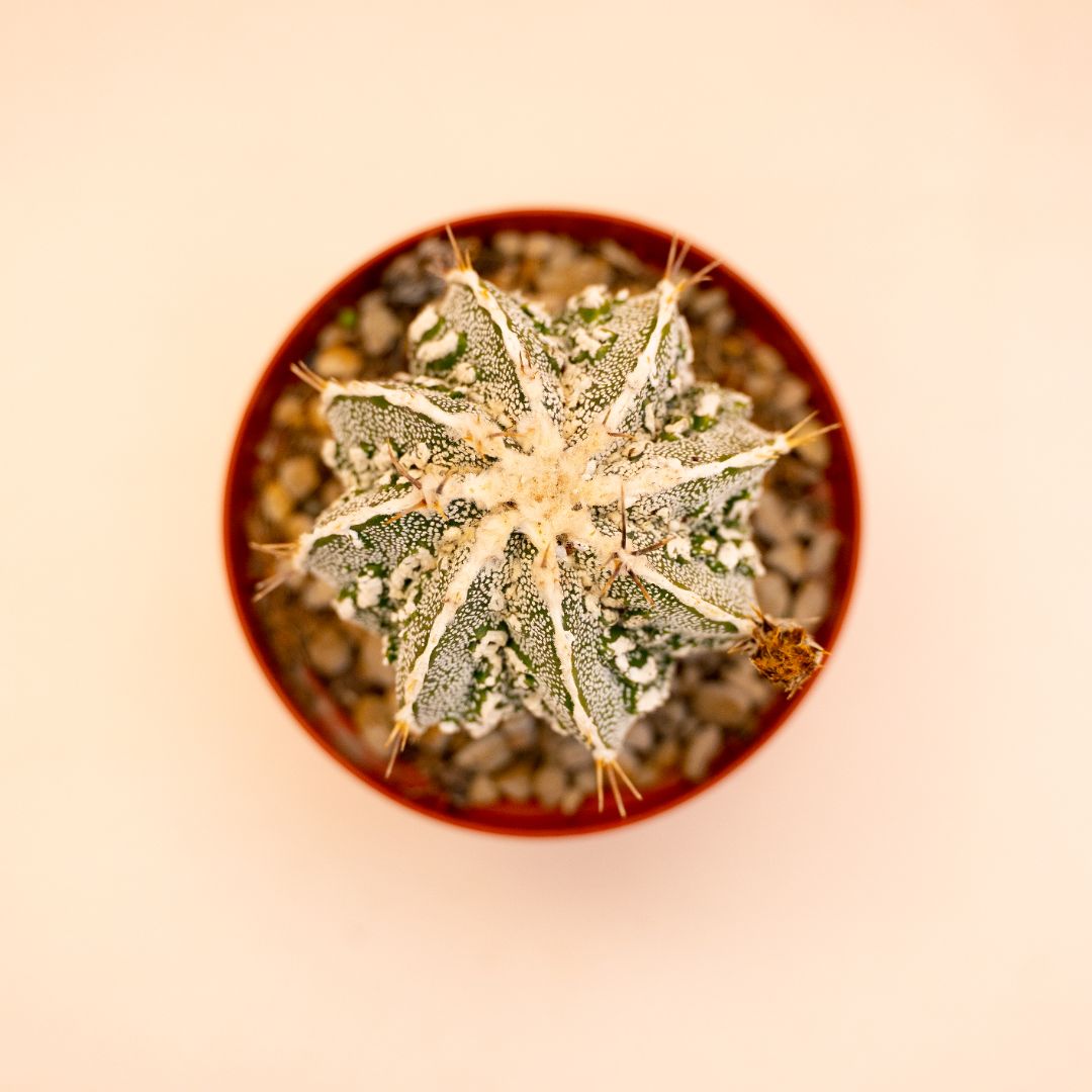 Astrophytum myriostigma ornatum fukuryu Ø 10,5 cm 643F