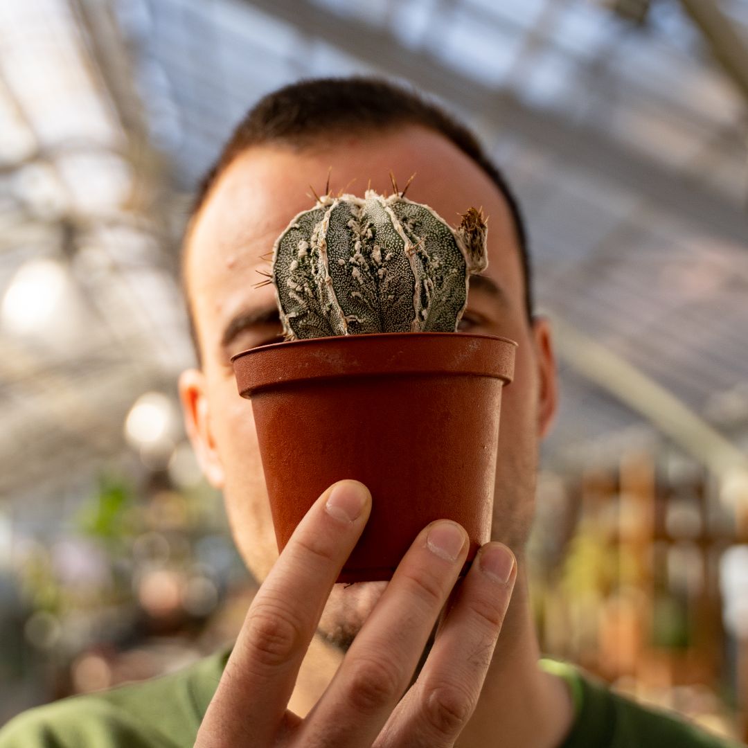 Astrophytum myriostigma ornatum fukuryu Ø 10,5 cm 643F