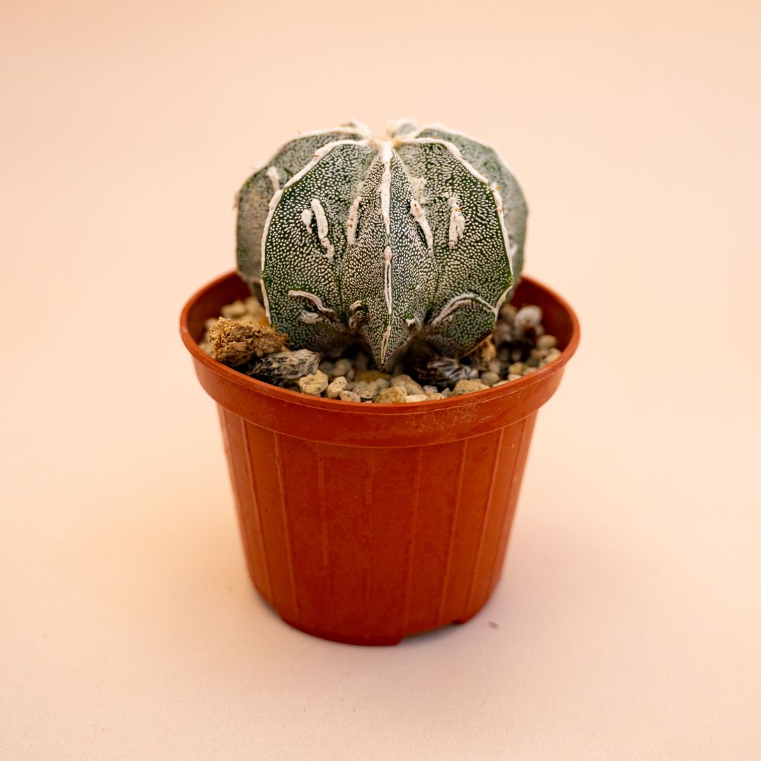 Astrophytum myriostigma ornatum fukuryu Ø 10,5 cm 644F
