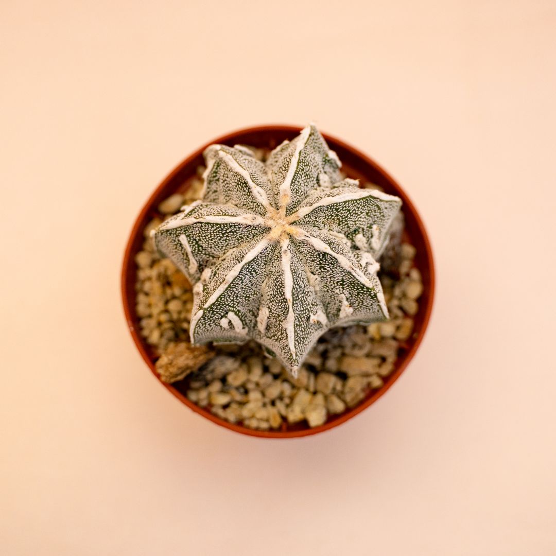 Astrophytum myriostigma ornatum fukuryu Ø 10,5 cm 644F
