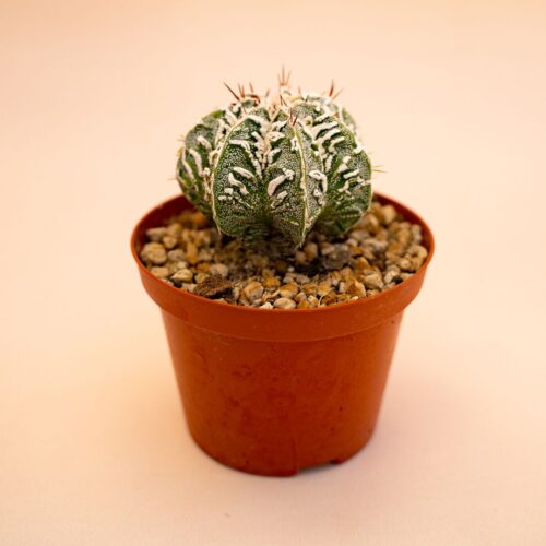 Astrophytum myriostigma ornatum fukuryu Ø 10,5 cm 645F