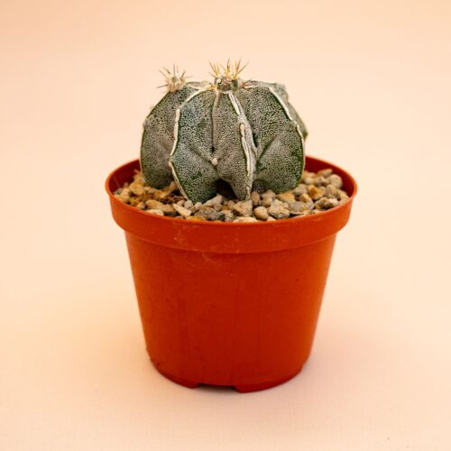 Astrophytum myriostigma ornatum haku jo Ø 10,5 cm 648F