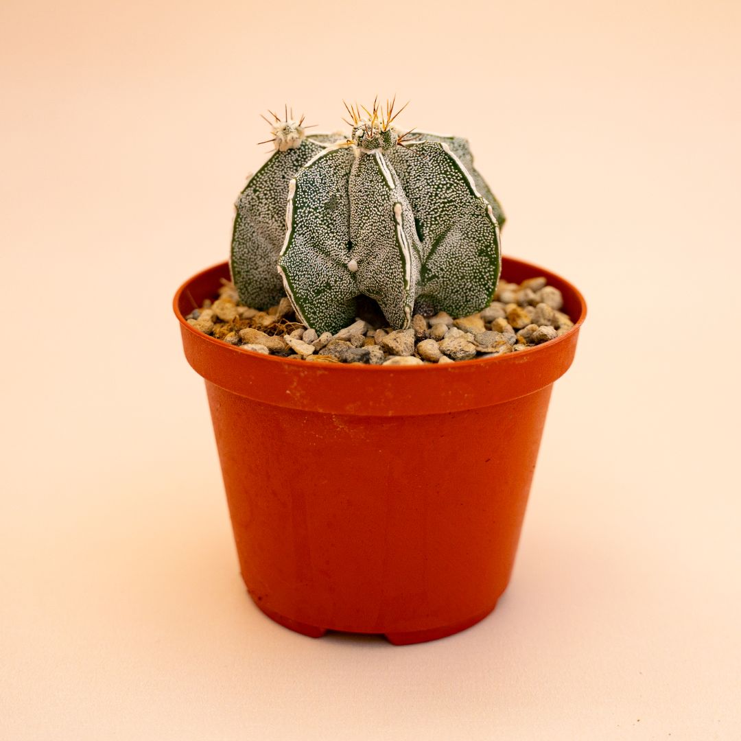 Astrophytum myriostigma ornatum haku jo Ø 10,5 cm 648F