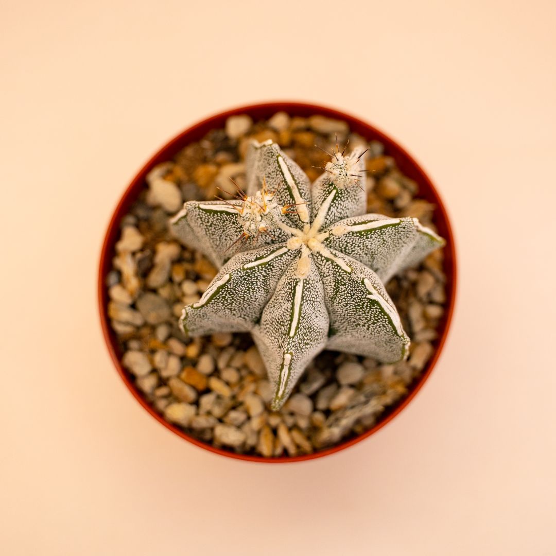 Astrophytum myriostigma ornatum haku jo Ø 10,5 cm 648F
