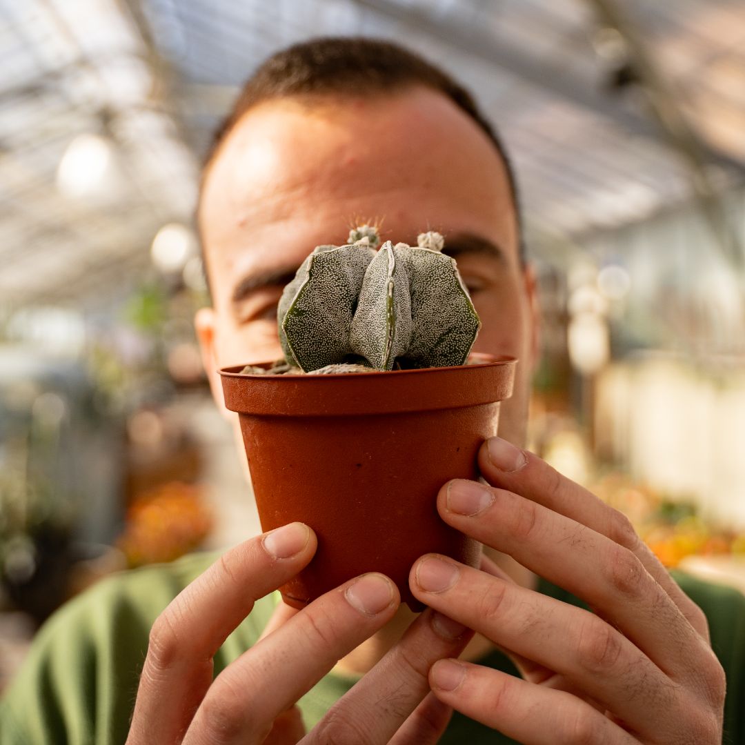 Astrophytum myriostigma ornatum haku jo Ø 10,5 cm 648F