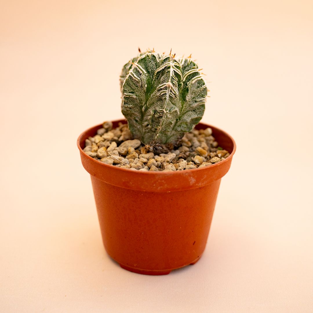 Astrophytum myriostigma ornatum haku jo Ø 10,5 cm 649F