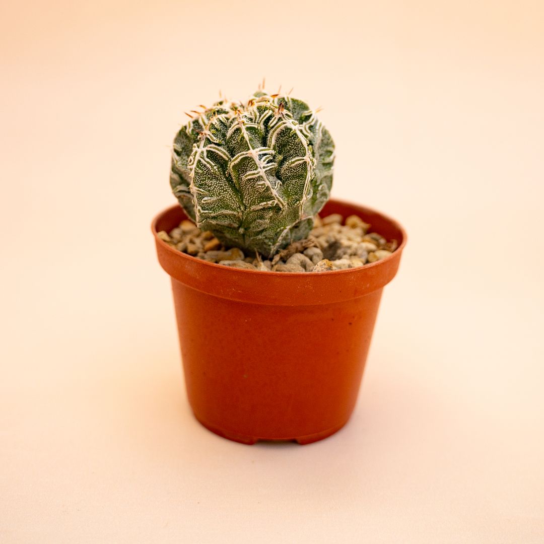 Astrophytum myriostigma ornatum haku jo Ø 10,5 cm 649F