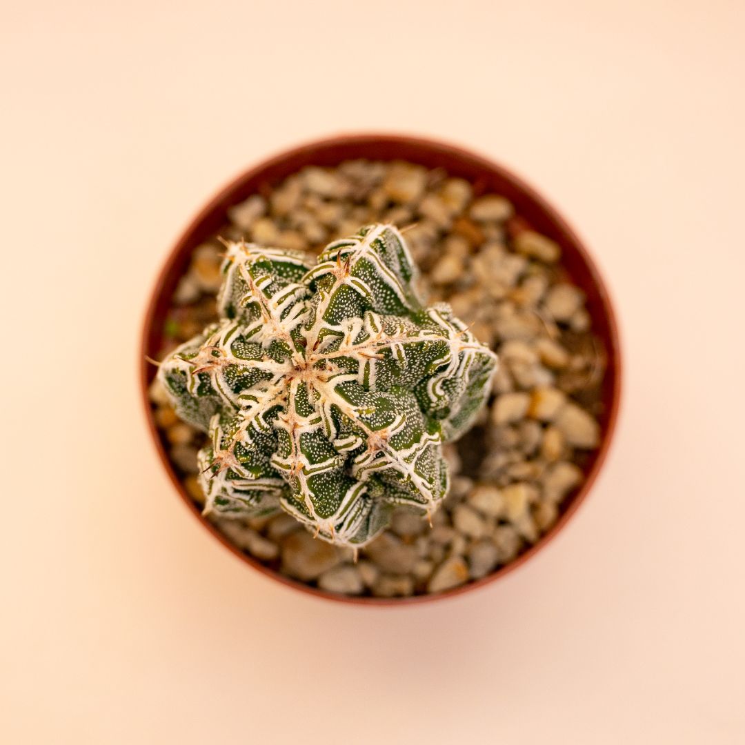 Astrophytum myriostigma ornatum haku jo Ø 10,5 cm 649F