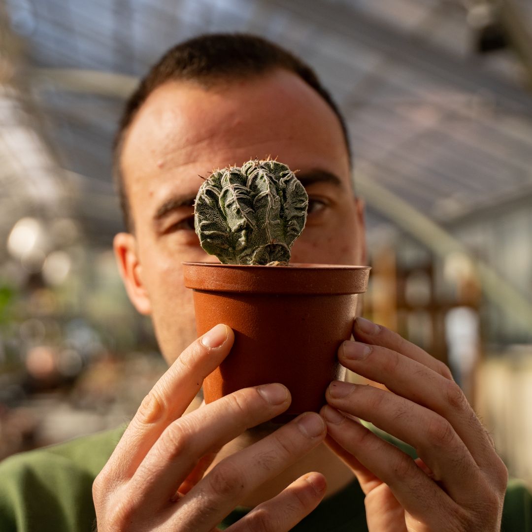 Astrophytum myriostigma ornatum haku jo Ø 10,5 cm 649F