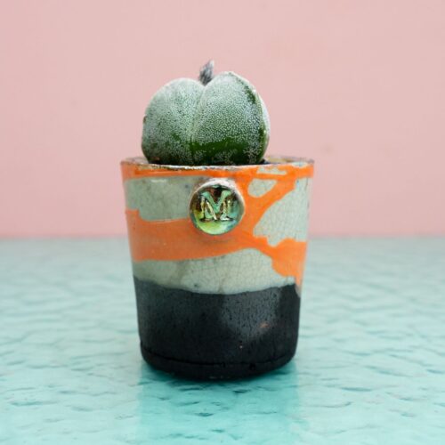 Astrophytum myriostigma tricostatum 273 Raku