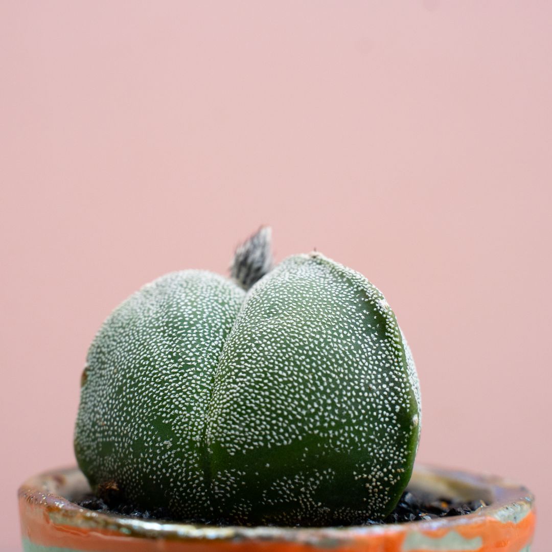 Astrophytum myriostigma tricostatum 273 Raku