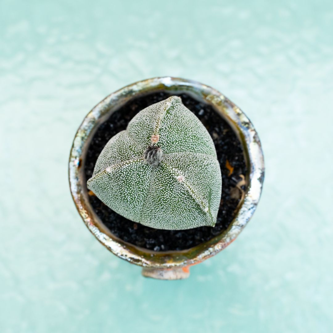 Astrophytum myriostigma tricostatum 273 Raku