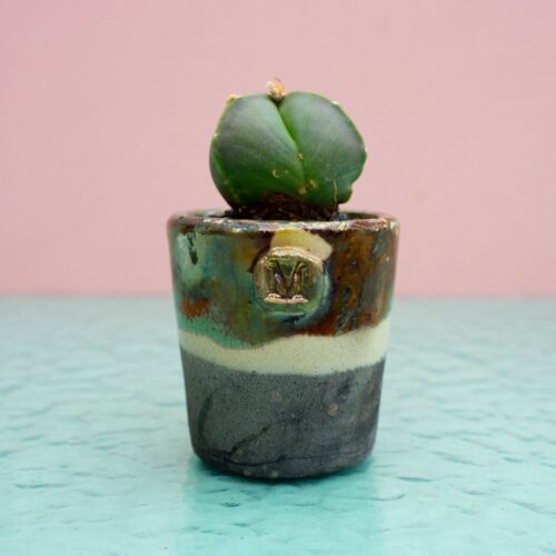Astrophytum myriostigma tricostatum nudum 290 Raku