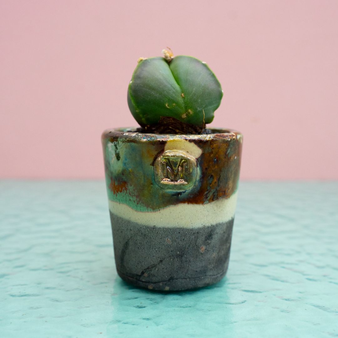 Astrophytum myriostigma tricostatum nudum 290 Raku