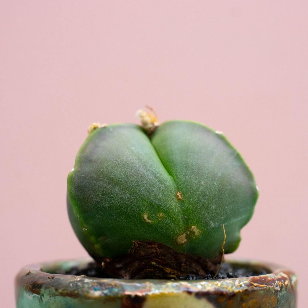 Astrophytum myriostigma tricostatum nudum 290 Raku