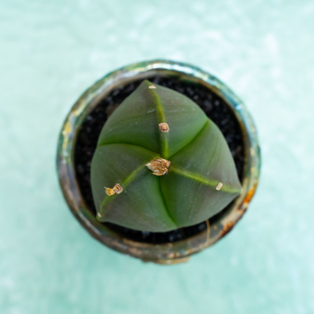 Astrophytum myriostigma tricostatum nudum 290 Raku