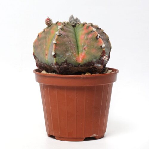 Astrophytum myriostigma variegato nudum Ø 10,5 cm