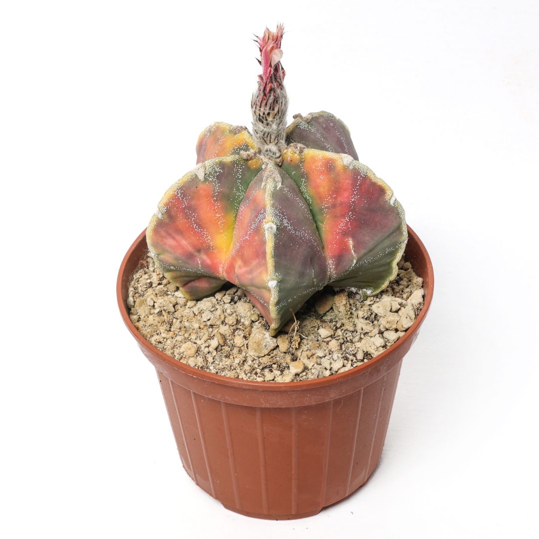 Astrophytum myriostigma variegato Ø 10,5 cm