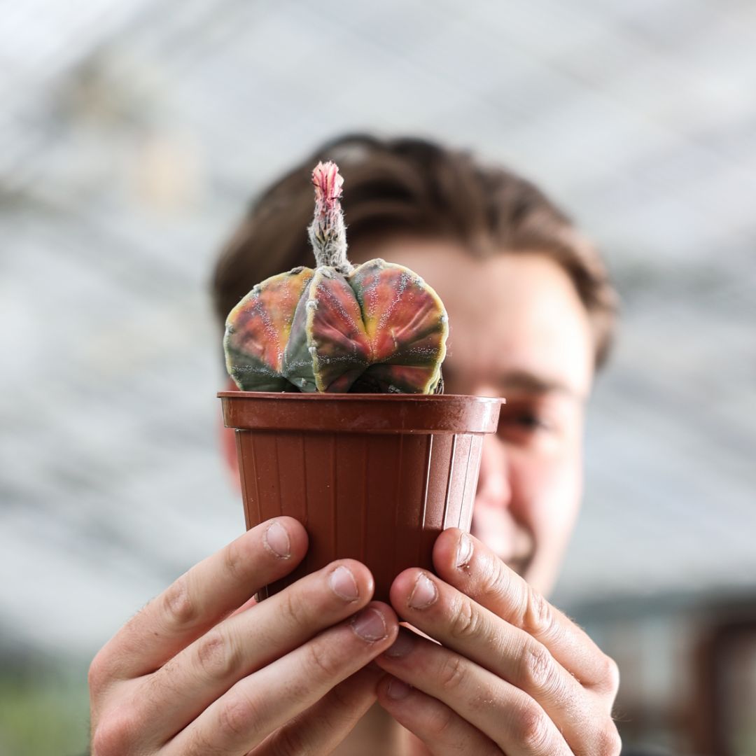 Astrophytum myriostigma variegato Ø 10,5 cm