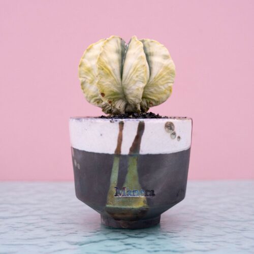 Astrophytum myriostigma variegato 245 Raku