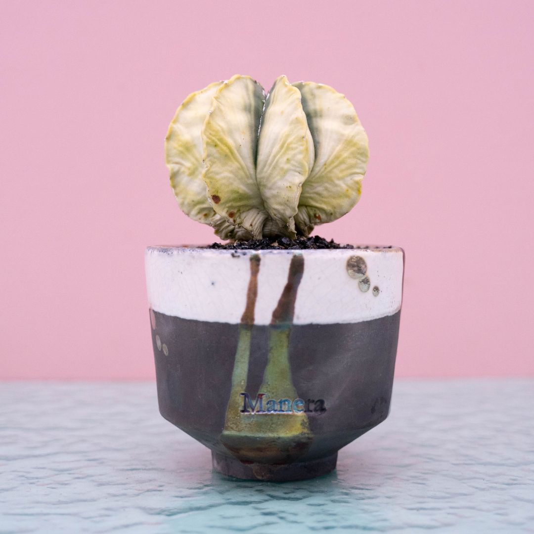 Astrophytum myriostigma variegato 245 Raku