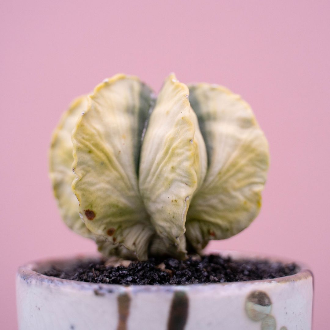 Astrophytum myriostigma variegato 245 Raku