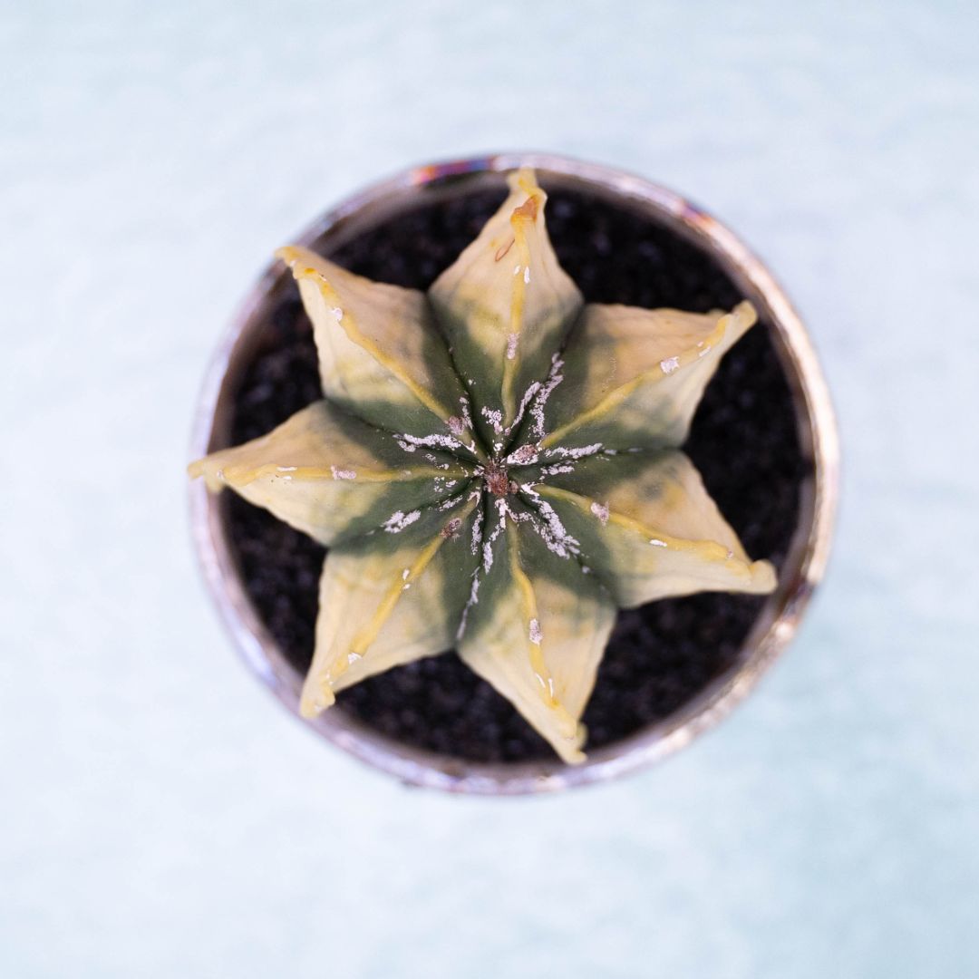 Astrophytum myriostigma variegato 245 Raku