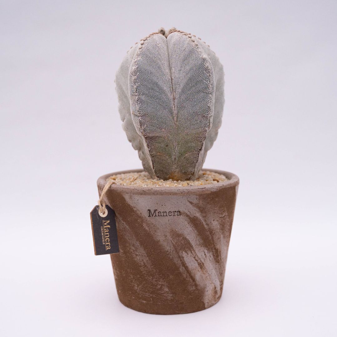 Astrophytum onzuka Linea Manera Choco 1308