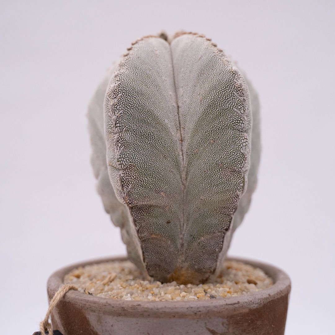 Astrophytum onzuka Linea Manera Choco 1308