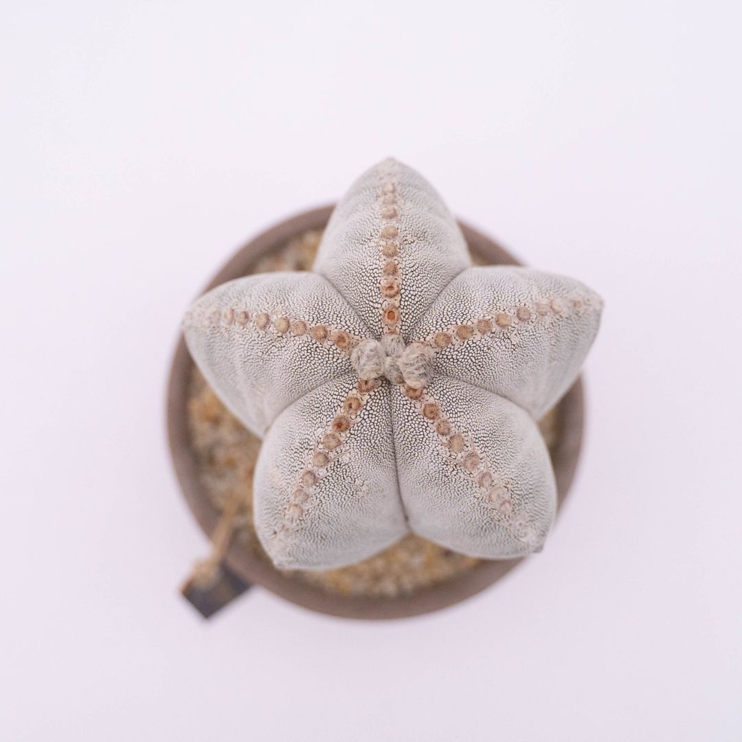 Astrophytum onzuka Linea Manera Choco 1308