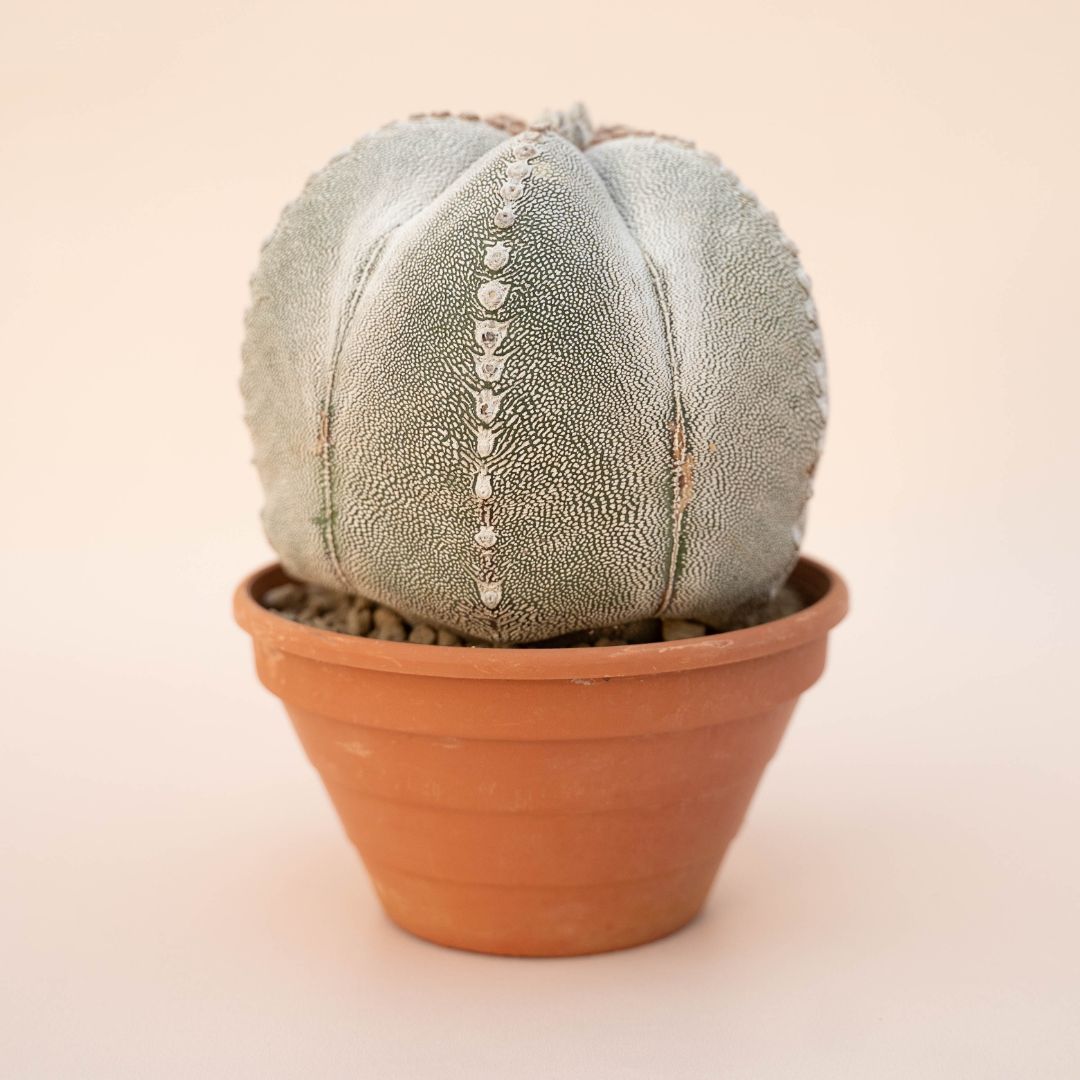 Astrophytum onzuka Ø 14 - 631F