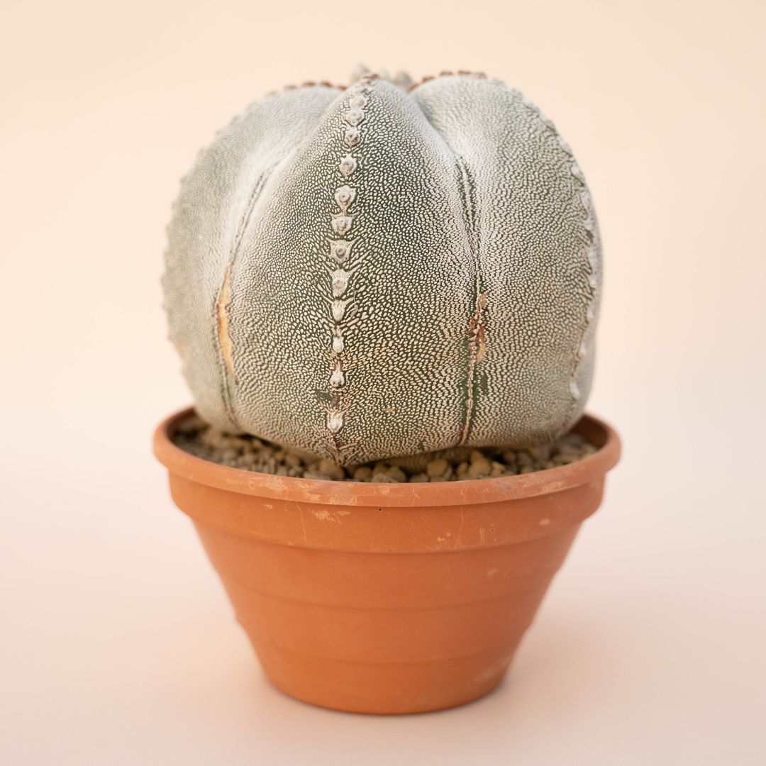 Astrophytum onzuka Ø 14 - 631F
