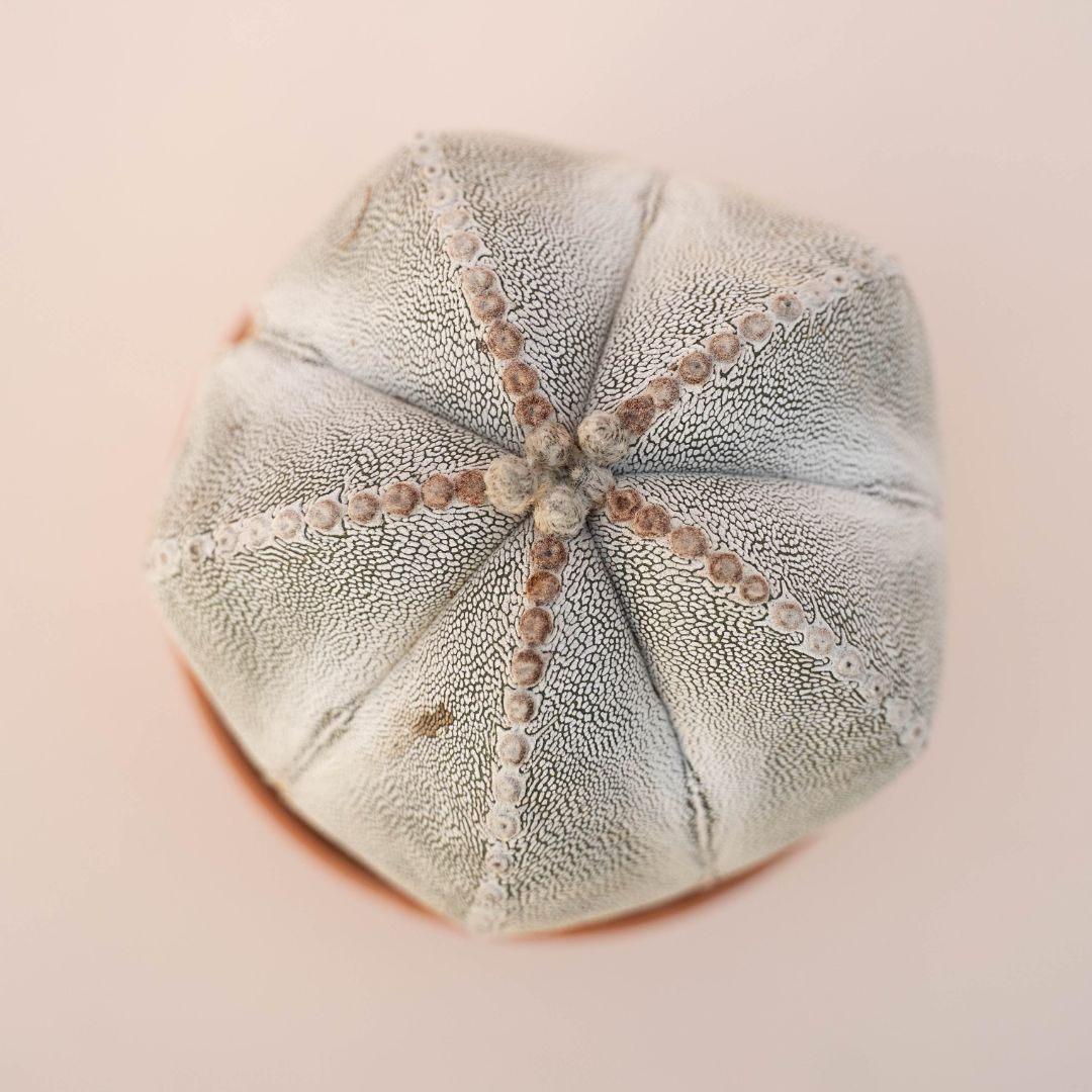 Astrophytum onzuka Ø 14 - 631F