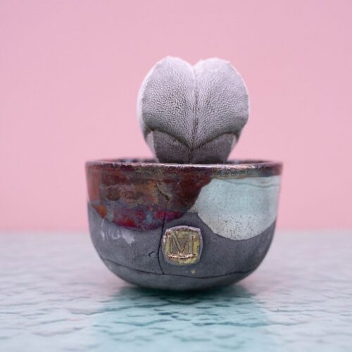 Astrophytum onzuka quadricostatum 254 Raku
