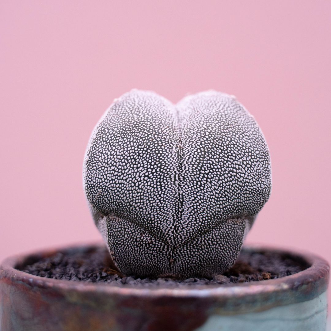 Astrophytum onzuka quadricostatum 254 Raku