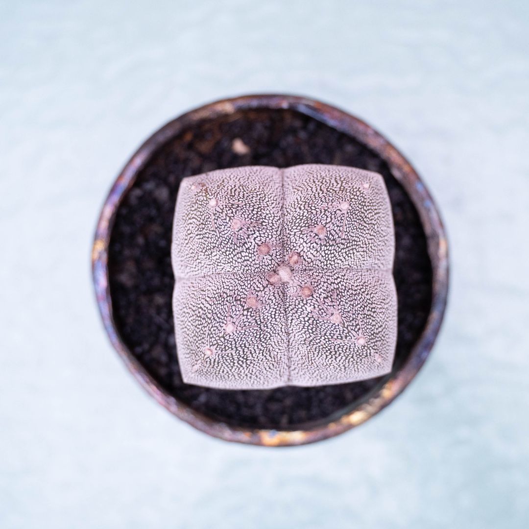 Astrophytum onzuka quadricostatum 254 Raku