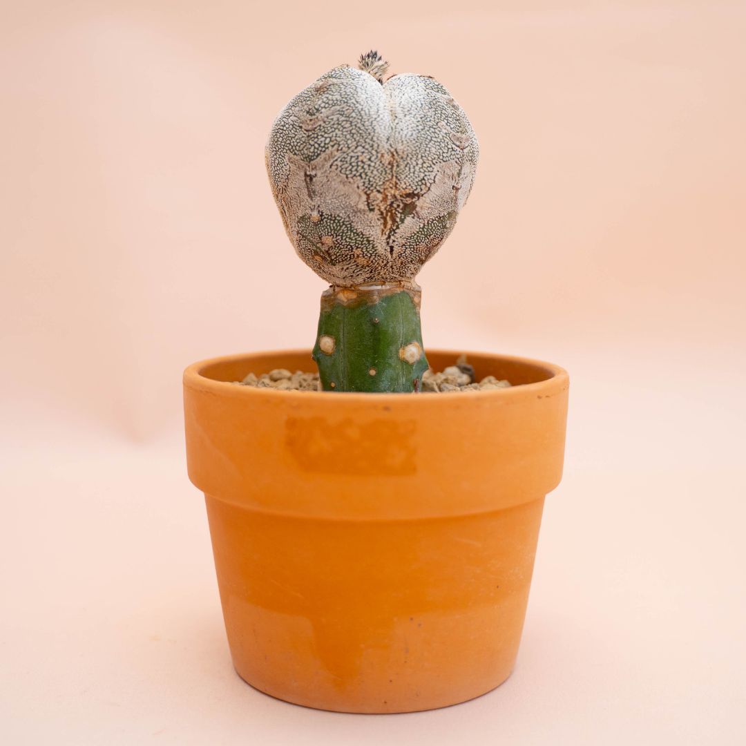 Astrophytum onzuka quadricostatum Ø 12 cm 785F