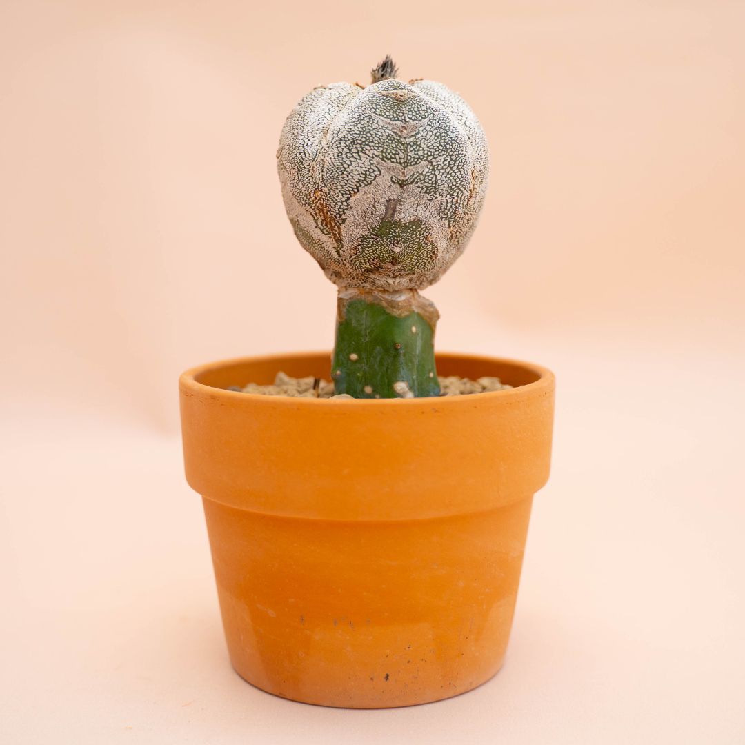 Astrophytum onzuka quadricostatum Ø 12 cm 785F