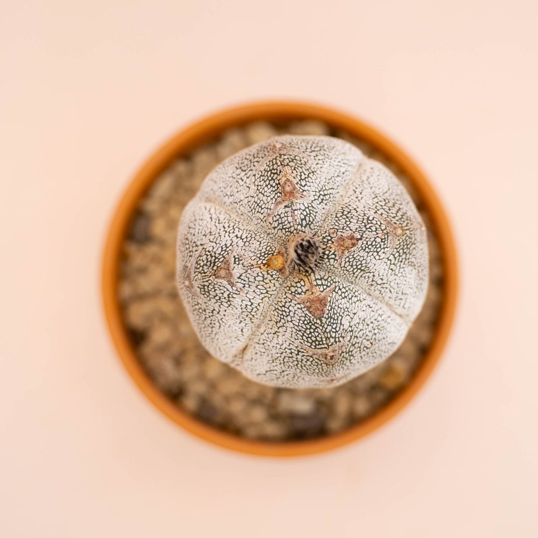 Astrophytum onzuka quadricostatum Ø 12 cm 785F
