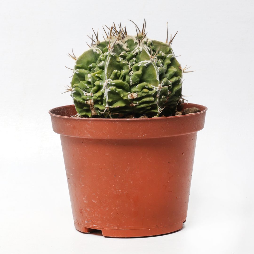 Astrophytum ornatum 'Fujiyama' akwo Ø 10,5 cm