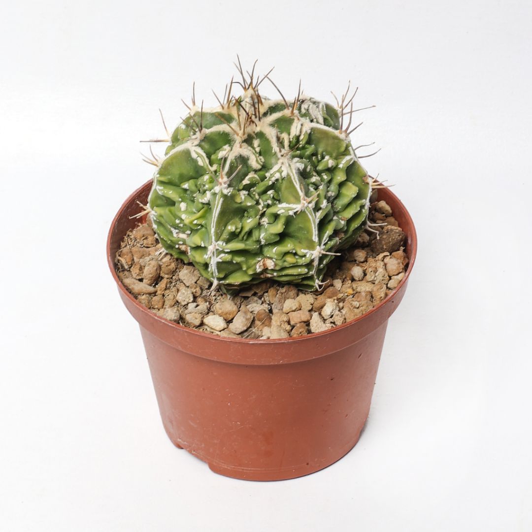Astrophytum ornatum 'Fujiyama' akwo Ø 10,5 cm