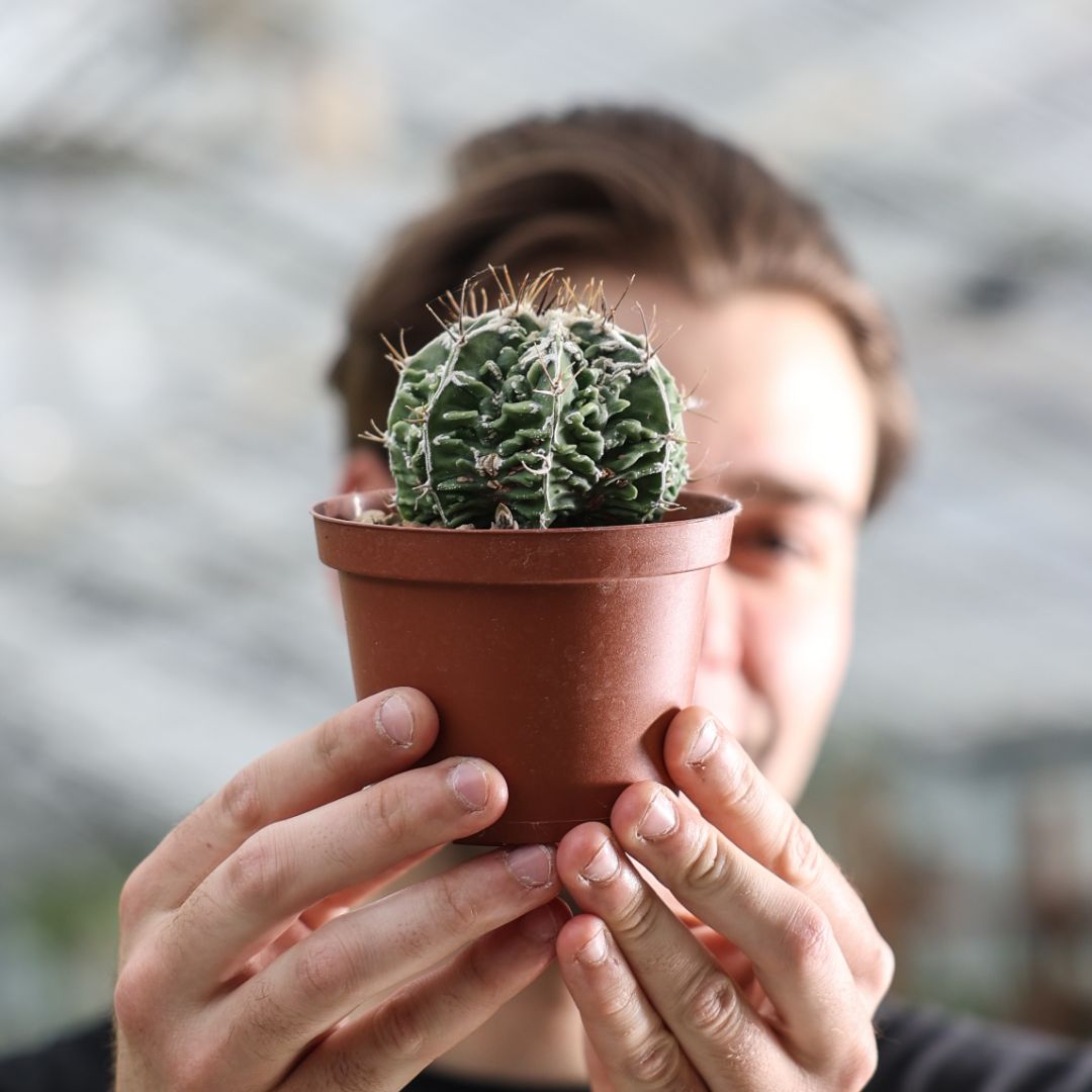 Astrophytum ornatum 'Fujiyama' akwo Ø 10,5 cm