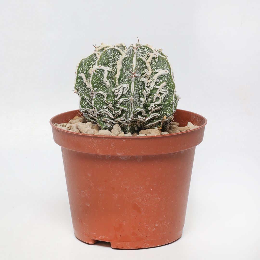Astrophytum ornatum 'Fujiyama' akwo-to hammy Ø 10,5 cm