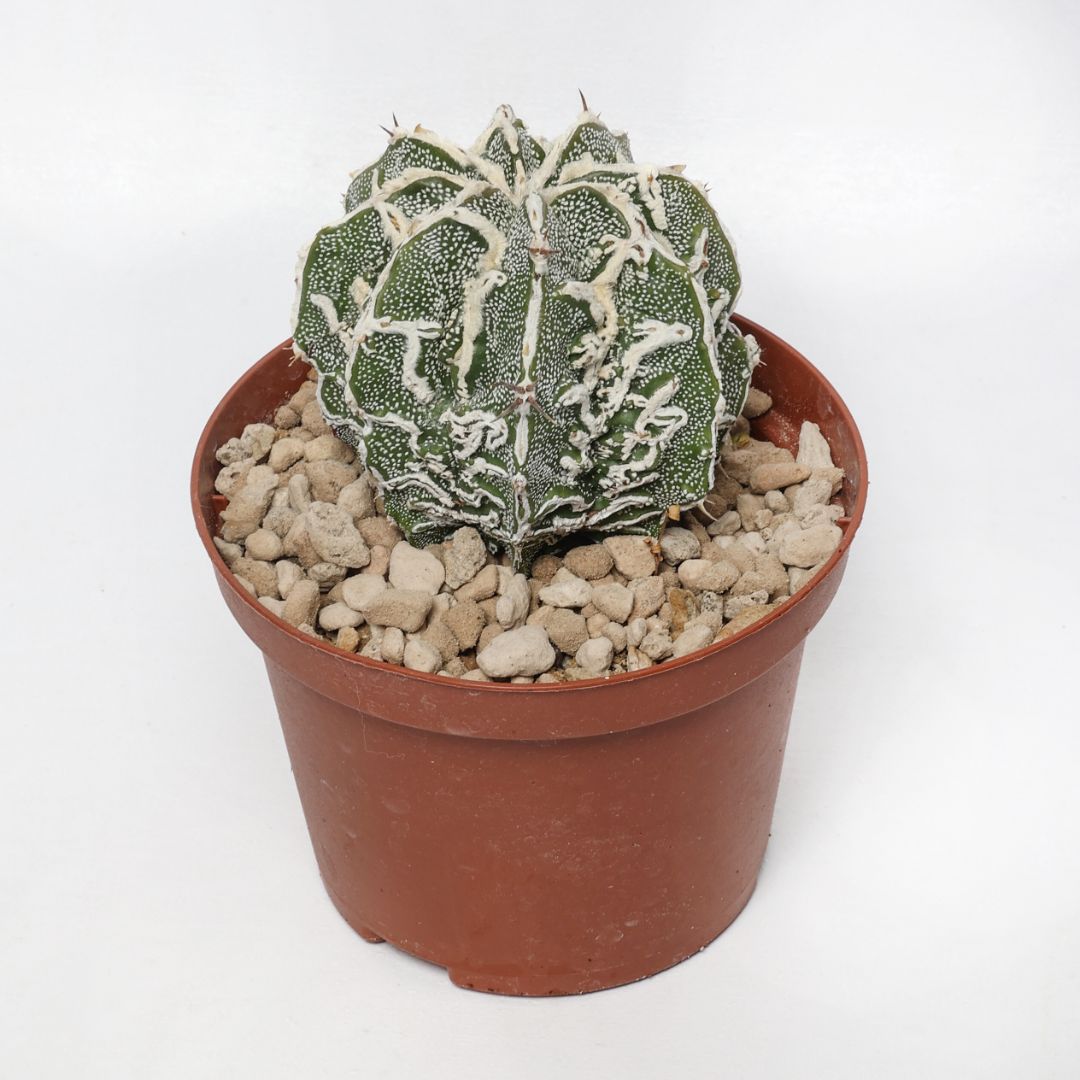 Astrophytum ornatum 'Fujiyama' akwo-to hammy Ø 10,5 cm