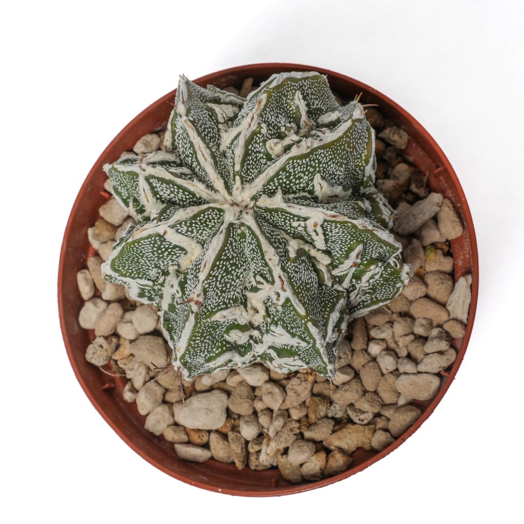Astrophytum ornatum 'Fujiyama' akwo-to hammy Ø 10,5 cm