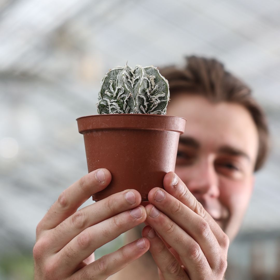 Astrophytum ornatum 'Fujiyama' akwo-to hammy Ø 10,5 cm