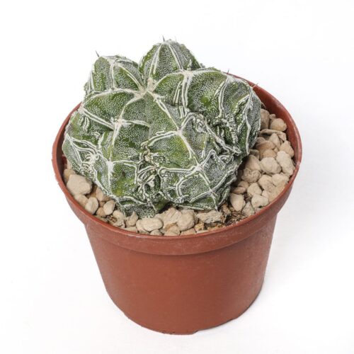 Astrophytum ornatum 'Fujiyama' hammy Ø 10,5 cm
