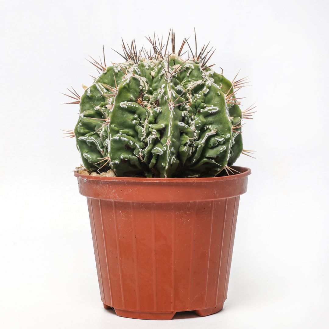 Astrophytum ornatum 'Fujiyama' Ø 10,5 cm